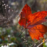 Horoskop za ponedjeljak: Škorpioni će se nametnuti na poslu, ovnovi zanemarite brige