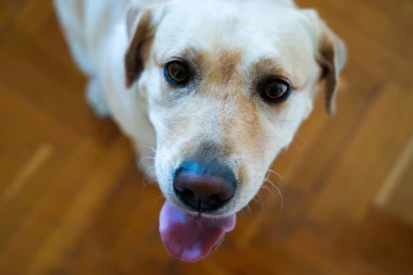 Andrija Jarak podržao projekt educiranja pasa vodiča za pomoć djeci s teškoćama u razvoju: 'Nema ništa ljepše i časnije!'