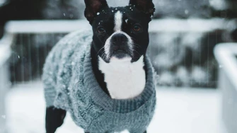 Zimske šetnje i minusi: Kako ugrijati i zaštititi psa tijekom hladnih dana