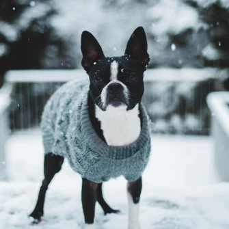 Zimske šetnje i minusi: Kako ugrijati i zaštititi psa tijekom hladnih dana