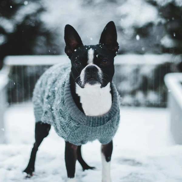 Zimske šetnje i minusi: Kako ugrijati i zaštititi psa tijekom hladnih dana