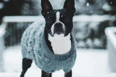 Zimske šetnje i minusi: Kako ugrijati i zaštititi psa tijekom hladnih dana