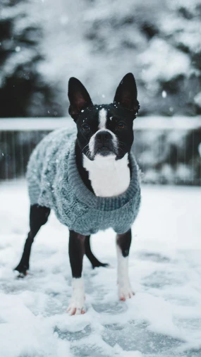 Zimske šetnje i minusi: Kako ugrijati i zaštititi psa tijekom hladnih dana