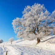 Horoskop za četvrtak: Djevice čekaju problemi s kolegama, ovnovi pobjeđuju probleme