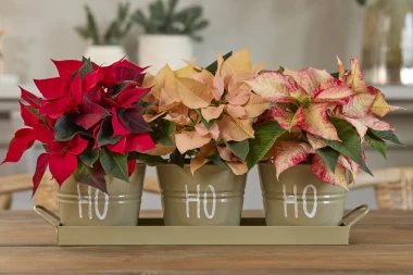 Čarolija zvijezda u vrijeme Božića: Adventski ukrasi s božićnim zvijezdama