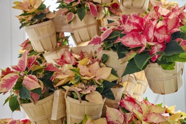 Čarolija zvijezda u vrijeme Božića: Adventski ukrasi s božićnim zvijezdama