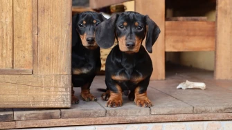 Ove subote ne propustite najslađu špicu godine: Gradom će prošetati vojska medenih jazavčara