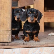 Ove subote ne propustite najslađu špicu godine: Gradom će prošetati vojska medenih jazavčara