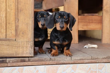 Ove subote ne propustite najslađu špicu godine: Gradom će prošetati vojska medenih jazavčara