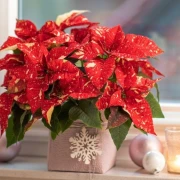 Darujte radost i boje! Pokloni s cvatućim božićnim zvijezdama