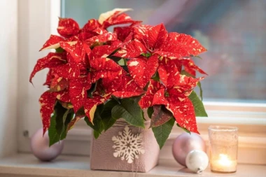 Darujte radost i boje! Pokloni s cvatućim božićnim zvijezdama