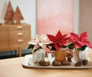 Darujte radost i boje! Pokloni s cvatućim božićnim zvijezdama