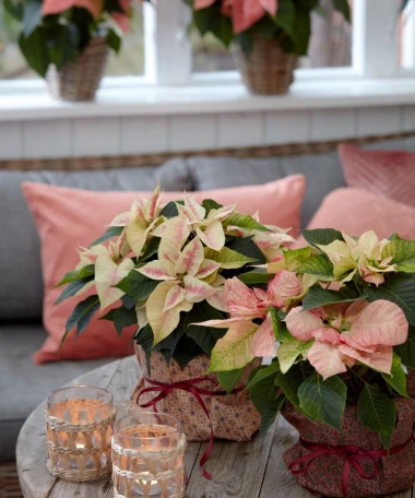 Darujte radost i boje! Pokloni s cvatućim božićnim zvijezdama