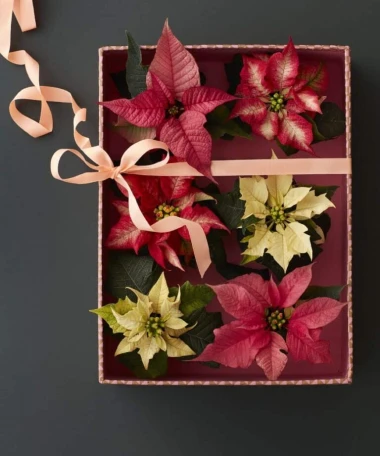 Darujte radost i boje! Pokloni s cvatućim božićnim zvijezdama