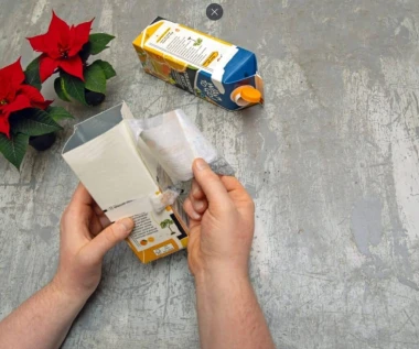 Darujte radost i boje! Pokloni s cvatućim božićnim zvijezdama