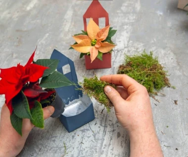 Darujte radost i boje! Pokloni s cvatućim božićnim zvijezdama