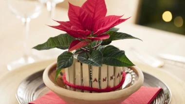 Kako postaviti blagdanski stol: Svestrani božićni ukrasi s božićnim zvijezdama