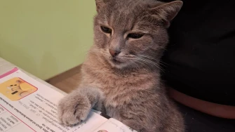 Mačke u ulozi komičara: 30 preslatkih fotki koje će vam uljep&scaron;ati dan