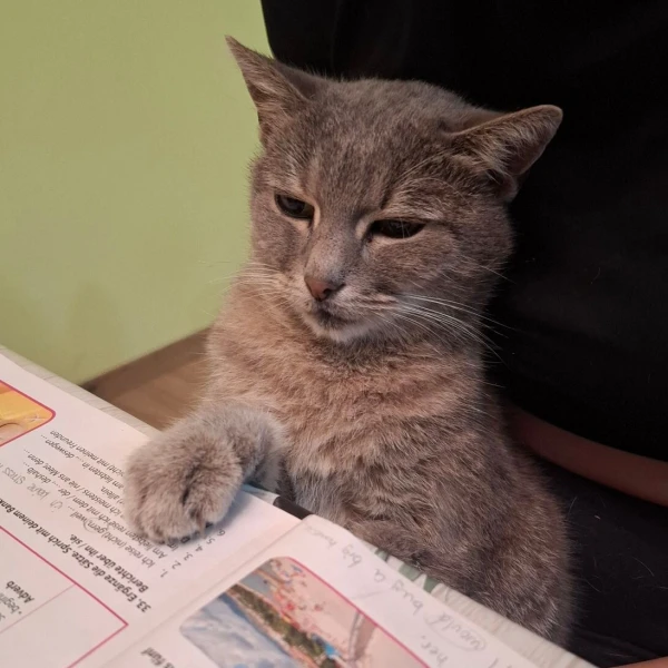 Mačke u ulozi komičara: 30 preslatkih fotki koje će vam uljep&scaron;ati dan