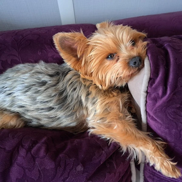 I psi su spremni za vikend: Pogledajte 30 preslatkih nju&scaron;kica na&scaron;ih čitatelja