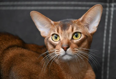 Ovo je najljep&scaron;a mačka na svijetu: Upoznajte Darlena, pravi je gospodin