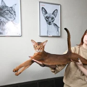 Ovo je najljep&scaron;a mačka na svijetu: Upoznajte Darlena, pravi je gospodin