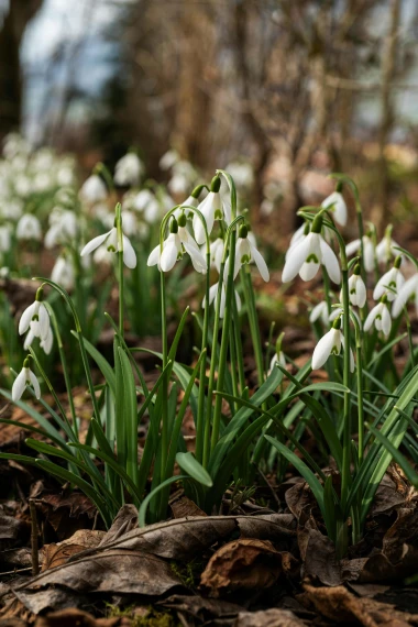 Cvijeće koje nikada ne biste trebali držati u vazi