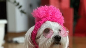 Zimska moda na četiri &scaron;ape: 40 najslađih outfita psića na&scaron;ih čitateljica