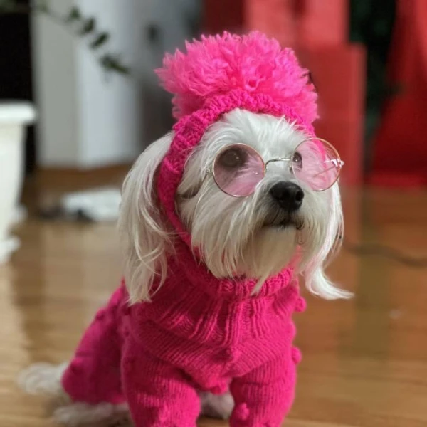 Zimska moda na četiri &scaron;ape: 40 najslađih outfita psića na&scaron;ih čitateljica