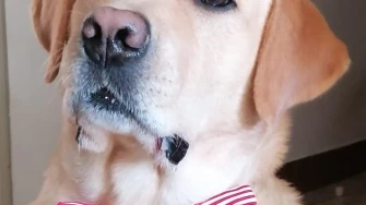 Labradori koji su osvojili srca: 40 najslađih četveronožnih prijatelja na&scaron;ih čitatelja