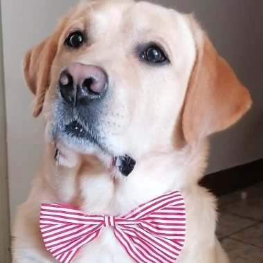 Labradori koji su osvojili srca: 40 najslađih četveronožnih prijatelja na&scaron;ih čitatelja