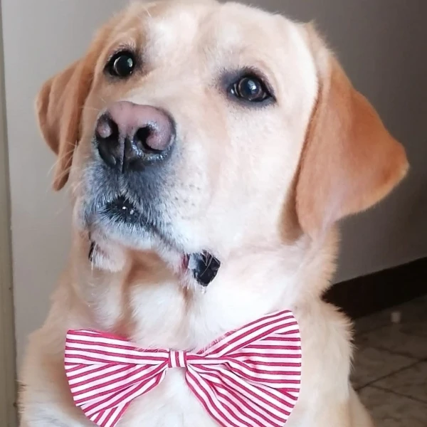 Labradori koji su osvojili srca: 40 najslađih četveronožnih prijatelja na&scaron;ih čitatelja