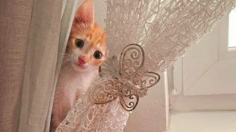 Čitateljice podijelile fotografije preslatkih mačaka &lsquo;na dužnosti&rsquo;