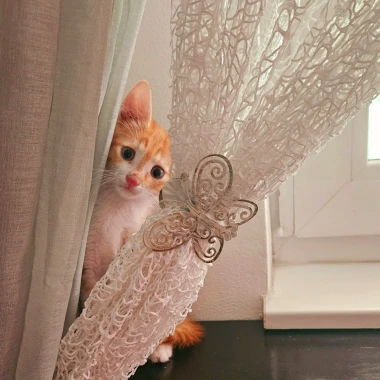 Čitateljice podijelile fotografije preslatkih mačaka &lsquo;na dužnosti&rsquo;