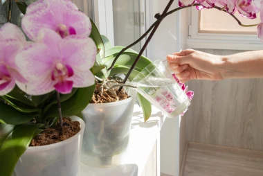 Kako da va&scaron;e orhideje prežive zimu i nagrade vas cvijetom