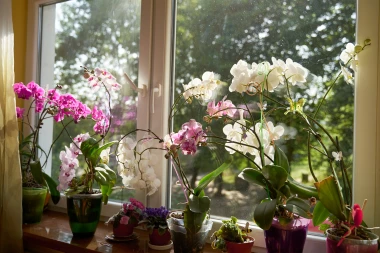 Kako da va&scaron;e orhideje prežive zimu i nagrade vas cvijetom
