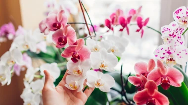 Kako da va&scaron;e orhideje prežive zimu i nagrade vas cvijetom