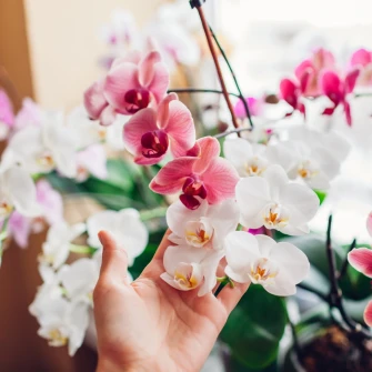Kako da va&scaron;e orhideje prežive zimu i nagrade vas cvijetom