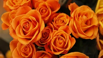 Crvena, bijela ili ružičasta? Evo &scaron;to poručuje svaka boja ruže za Valentinovo