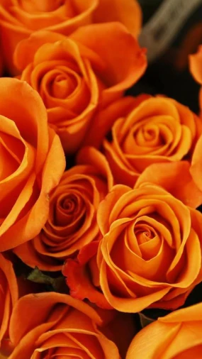 Crvena, bijela ili ružičasta? Evo &scaron;to poručuje svaka boja ruže za Valentinovo