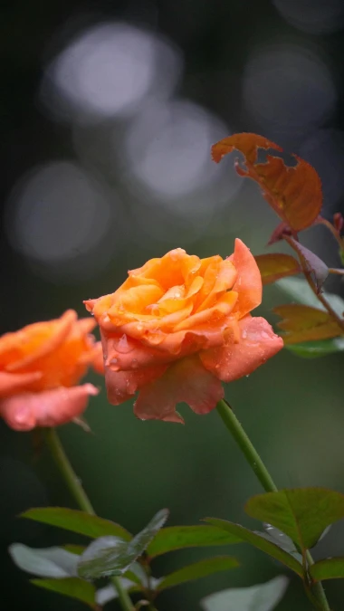 Crvena, bijela ili ružičasta? Evo &scaron;to poručuje svaka boja ruže za Valentinovo