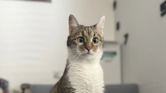 Morate vidjeti kako se zovu! 30 preslatkih mačaka na&scaron;ih čitatelja