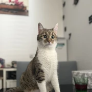 Morate vidjeti kako se zovu! 30 preslatkih mačaka na&scaron;ih čitatelja