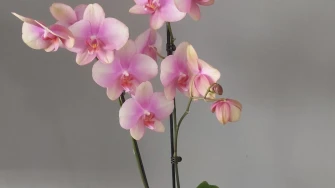 Kakve ljepotice! Orhideje na&scaron;ih čitateljica su nas očarale, a jedna nas je nasmijala