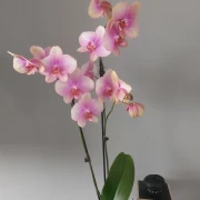 Kakve ljepotice! Orhideje na&scaron;ih čitateljica su nas očarale, a jedna nas je nasmijala