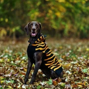 Maskenbal za četverono&scaron;ce: Kako odabrati savr&scaron;en i siguran kostim za va&scaron;eg ljubimca