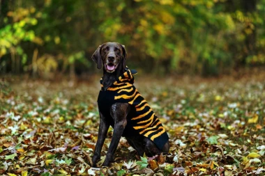 Maskenbal za četverono&scaron;ce: Kako odabrati savr&scaron;en i siguran kostim za va&scaron;eg ljubimca