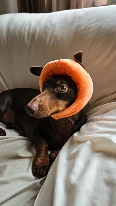 Maskenbal za četverono&scaron;ce: Kako odabrati savr&scaron;en i siguran kostim za va&scaron;eg ljubimca