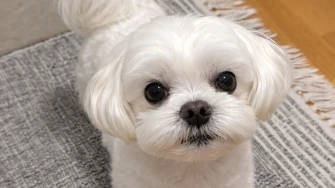 Pogledajte medene nju&scaron;kice: Max, Mocca, Sila i mnogi drugi odmah će vam uljep&scaron;ati dan