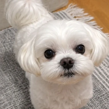 Pogledajte medene nju&scaron;kice: Max, Mocca, Sila i mnogi drugi odmah će vam uljep&scaron;ati dan